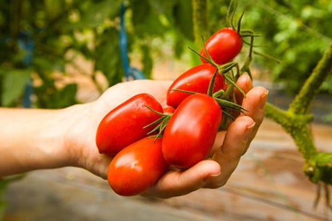 San Marzano-Tomaten: Das Geheimnis Perfekter Italienischer Pizza