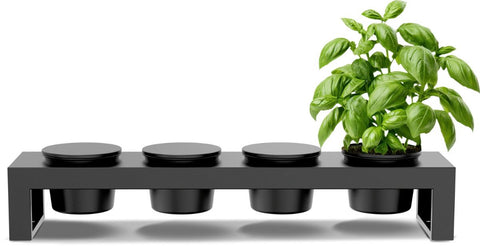 Die Cozze Toppingstation - schwarz von Cozze besticht durch ihr kompaktes schwarzes Design mit vier runden Töpfen, von denen drei einen Deckel haben, während der ganz rechts befindliche frischen grünen Basilikum enthält - ideal für frische Pizza-Zutaten.