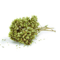 Ein kleiner Oregano Bündel - Delizie Di Calabria (Oregano a Mazzetto) mit grünen Blättern und Blütenknospen, die auf einem weißen Hintergrund mit verstreuten Blättern ruhen - ideal für die authentische mediterrane Küche. Marke: Delizie di Calabria.
